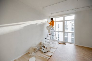 Woman paints the wall in white color, stands on ladder while making repairment with her dog in newly purchased apartment