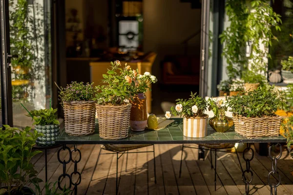 Beautiful Cozy Terrace Country House Decorated Lots Plants Flowers Backyard — Stok fotoğraf