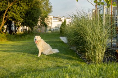 Adorable white dog on green lawn at backyard of house. Maremmano-abruzzese italian sheepdog