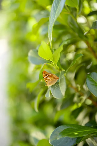 Beautiful Butterfly Sitting Laurel Leaves — Stock Photo, Image