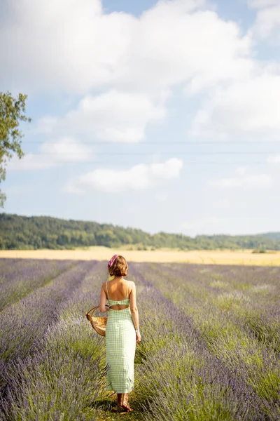 Woman Dress Basket Walks Lavender Field Sunny Day View Backside —  Fotos de Stock