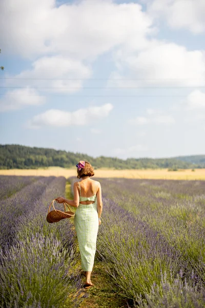 Woman Dress Basket Walks Lavender Field Sunny Day View Backside — Foto de Stock