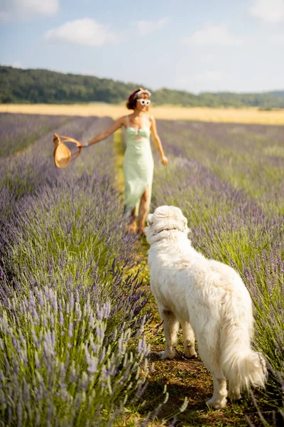 Young Woman Dress Basket Runs Her Dog Lavender Field Sunny — 스톡 사진
