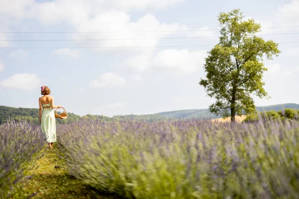 Woman Dress Basket Walks Lavender Field Sunny Day Wide View — ストック写真