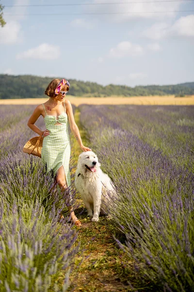 Young Stylish Woman Dress Stands Her White Dog Lavender Field — 스톡 사진