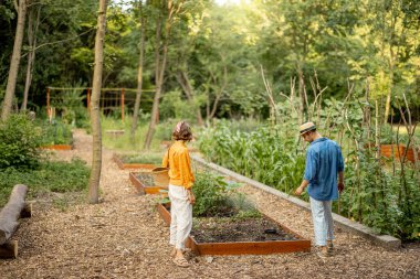Man and woman at vegetable garden on sunset, wide view on farmland. Farmers work at local farmland growing organic food