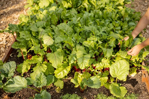 Farmer Harvesting Beetroot View Beet Leaves Growing Vegetable Bed Home — Stok fotoğraf