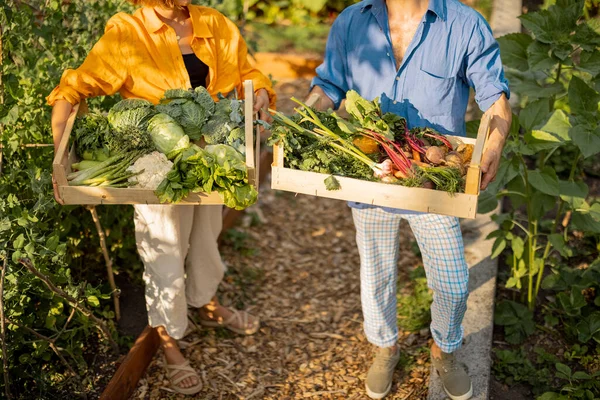 Farmers Stand Together Boxes Full Freshly Picked Vegetables Local Farmland — Photo