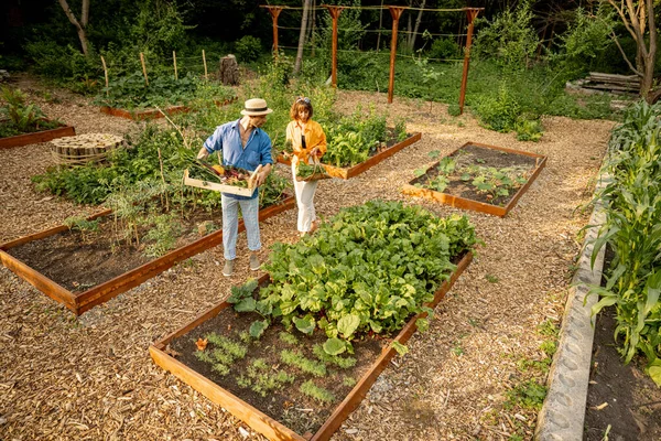 Man Woman Walks Harvest Vegetable Beds Home Garden View Concept — Stock Photo, Image