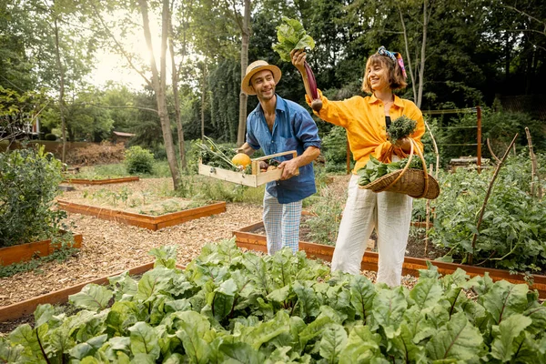 Hombre Mujer Recogen Remolachas Cosechando Verduras Locales Cultivadas Jardín Casero —  Fotos de Stock