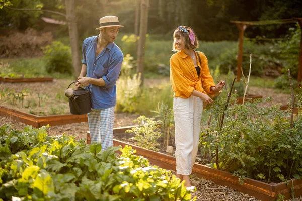 Genç Çift Bitkilerle Ilgileniyor Bahçesinde Sebze Yetiştiriyor Pancar Sulayan Bir — Stok fotoğraf