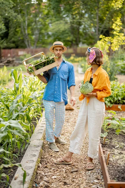 Two Young Adult Farmers Walk Together Freshly Picked Vegetables Harvesting —  Fotos de Stock