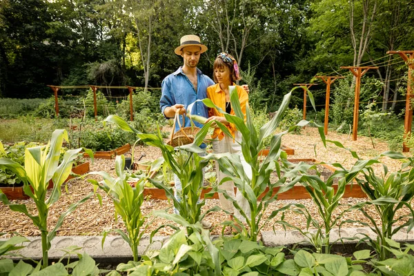 Hombre Mujer Recogen Maíz Fresco Cosechando Verduras Locales Cultivadas Jardín —  Fotos de Stock