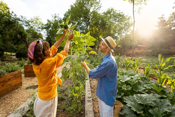 Чоловік Жінка Доглядають Соняшниками Вирощуючи Місцеві Овочі Домашніх Садах Або — стокове фото