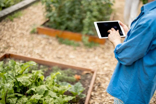 Man Using Digital Tablet While Working Farmer Vegetable Garden View — Stok fotoğraf