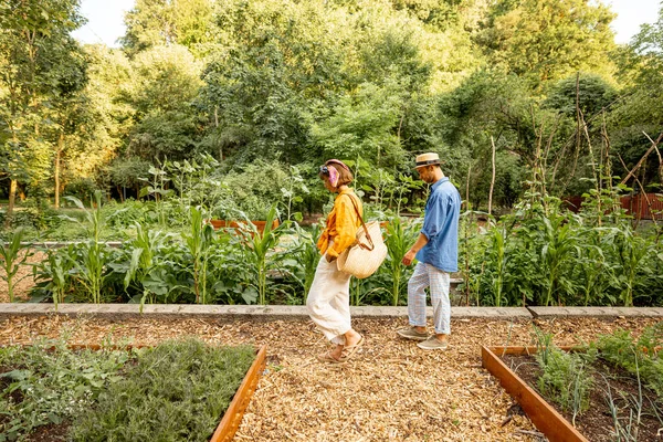 Чоловік Жінка Ходять Між Овочевими Грядками Вдома Фермерських Землях Концепція — стокове фото