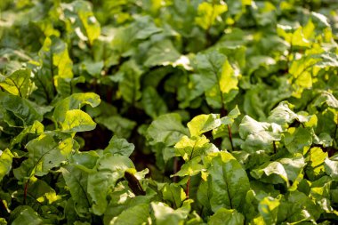 Top view on green leaves of beetroot growing at home garden