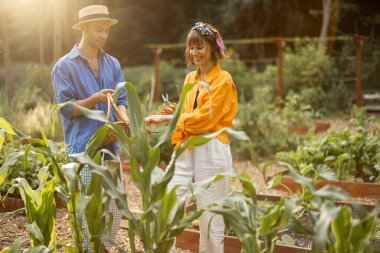 Erkek ve kadın taze mısır topluyor, yetiştirilen sebzeleri kendi bahçelerinden topluyor. Çiftçiler gün batımında çiftlikte çalışırlar. Sürdürülebilir ve sağlıklı yaşam tarzı kavramı
