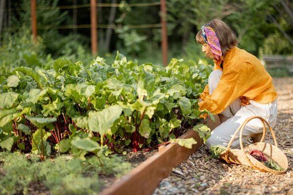 Young Woman Picks Beetroot Growing Vegetables Home Garden Concept Local — Stok fotoğraf