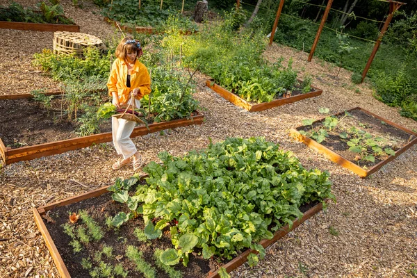 Woman walks between vegetable beds at home garden, view frmo above. Concept of local growing of organic food and sustainable lifestyle