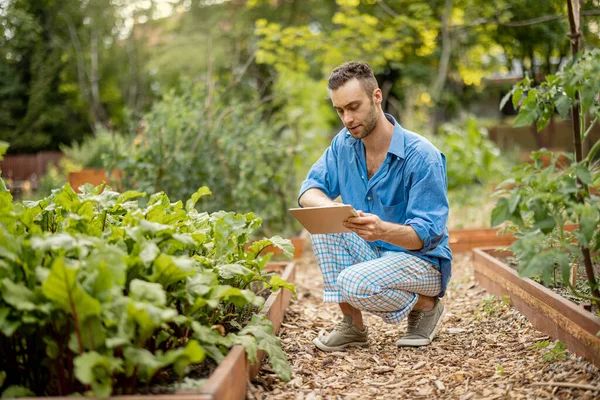 Man Using Digital Tablet While Working Farmer Vegetable Garden Concept — Stok fotoğraf