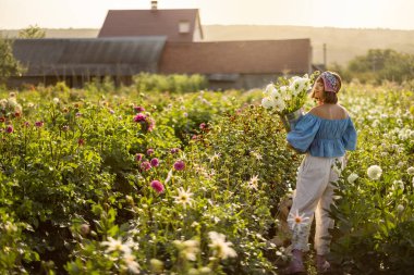 Beautiful woman walks with freshly picked up dahlia flowers on flower garden with farm house on background at countryside, view from the backside during sunset