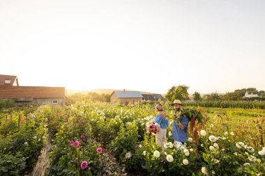 Farm workers carry lots of freshly picked up flowers on rural farm during sunset. Wide landscape with copy space