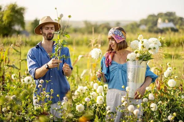 Man Woman Pick Dahlia Flowers While Working Rural Flower Farm — Photo