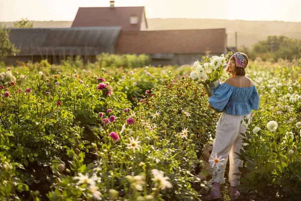 Beautiful Woman Walks Freshly Picked Dahlia Flowers Flower Garden Farm — Foto de Stock