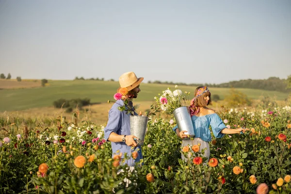 Man Woman Pick Dahlia Flowers While Working Rural Flower Farm —  Fotos de Stock