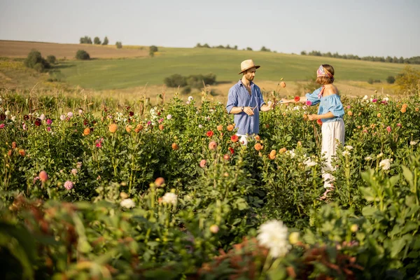 Man Woman Pick Dahlia Flowers While Working Rural Flower Farm — Stock Photo, Image