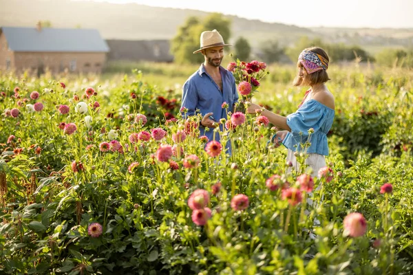 Man Woman Pick Dahlia Flowers While Working Rural Flower Farm — 스톡 사진