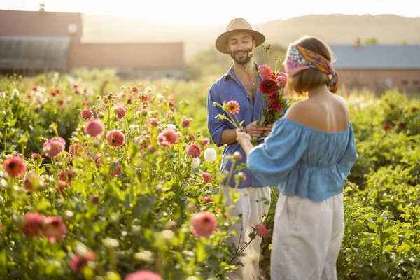 Man Woman Pick Dahlia Flowers While Working Rural Flower Farm — стоковое фото