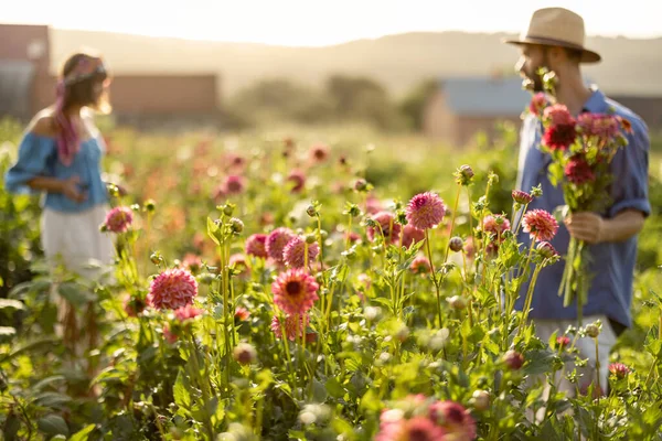 Man and a woman pick up dahlia flowers while working at rural flower farm on sunset. Image focused on flowers in front, people is out of focus