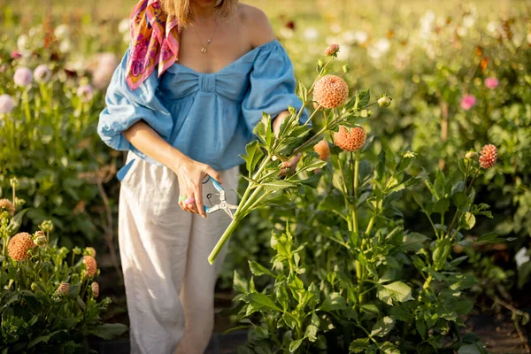 Woman Cuts Garden Scissors Dahlia Flower Picking Flowers Farm Outdoors —  Fotos de Stock