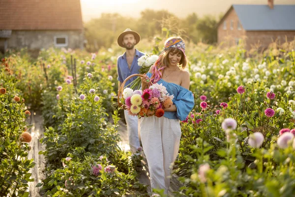 Man Woman Pick Dahlia Flowers While Working Rural Flower Farm — Foto de Stock