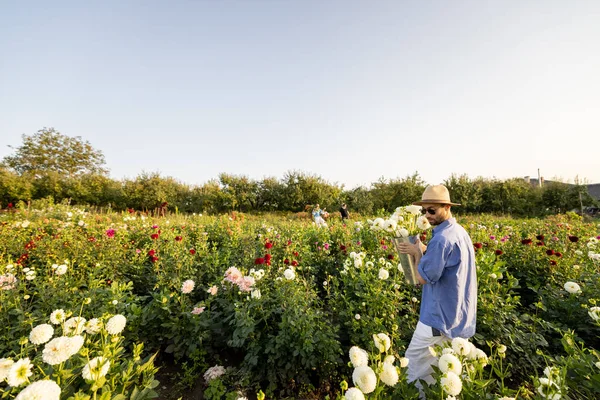 Stylish Man Woman Pick Dahlia Flowers While Working Rural Flower — Stockfoto