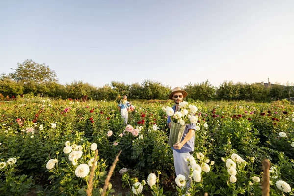 Stylish Man Woman Pick Dahlia Flowers While Working Rural Flower — Stockfoto