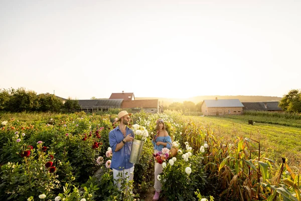 Man Woman Pick Dahlia Flowers While Working Rural Flower Farm — Stockfoto