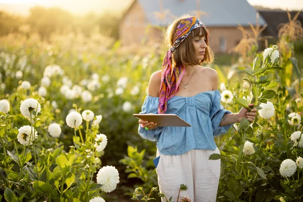 Young Woman Farmer Works Digital Tablet Flower Farm Dahlias Sunset — 图库照片