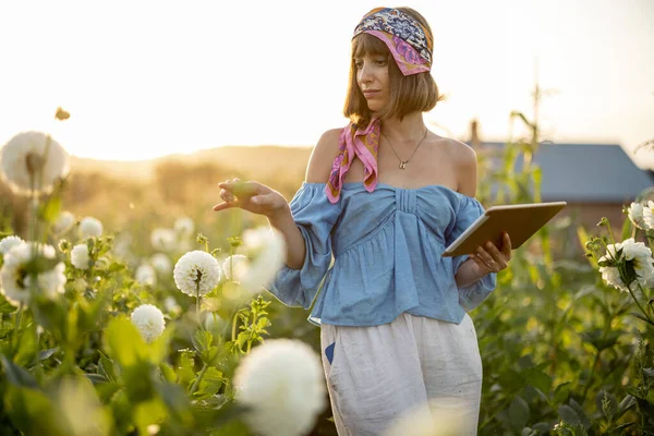 Young Woman Farmer Works Digital Tablet Flower Farm Dahlias Sunset — Stok fotoğraf