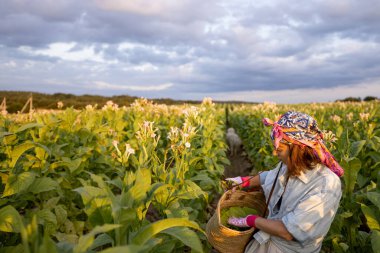 Woman as a farm worker manually gathers tobacco leaves on plantation in the field early in the morning. Concept of agriculture of tobacco growing