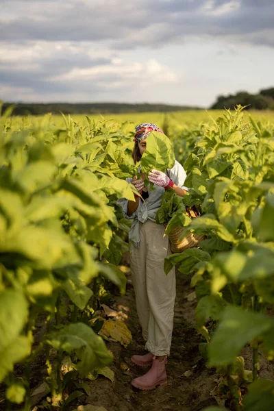 Woman as a farm worker manually gathers tobacco leaves on plantation in the field early in the morning. Concept of agriculture of tobacco growing