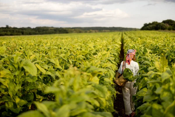 Woman as a farm worker walks back between rows while gathering tobacco leaves on plantation in the field early in the morning. Concept of agriculture of tobacco growing