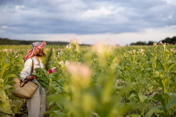 Woman Farm Worker Manually Gathers Tobacco Leaves Plantation Field Early — Stock fotografie