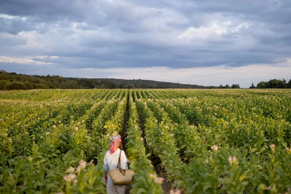 Landscape Tobacco Field Woman Walks Rows Cloudy Sky Morning Farmer — Stok fotoğraf