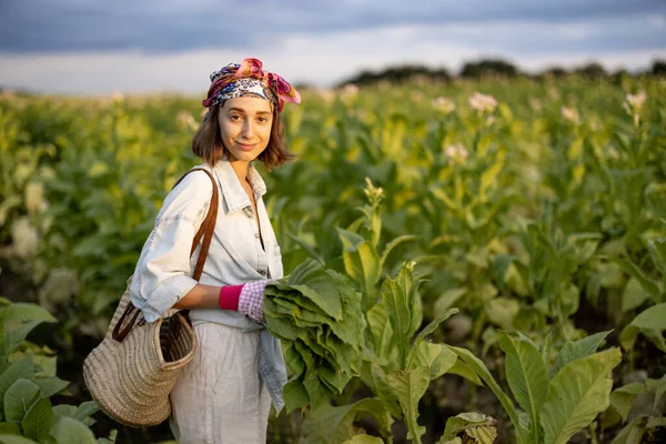 Portrait Young Female Farm Worker Pile Collected Tobacco Leaves Field — Stockfoto