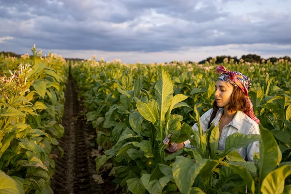 Woman Farm Worker Manually Gathers Tobacco Leaves Plantation Field Early — Photo