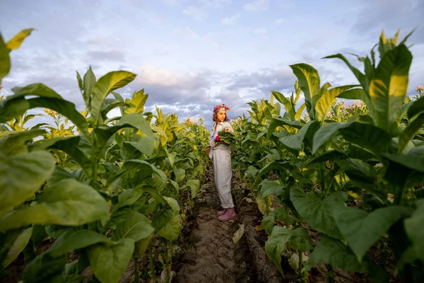 Woman Farm Worker Manually Gathers Tobacco Leaves Plantation Field Early — Photo