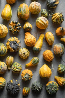 Yere yayılmış küçük dekoratif balkabaklarının arka planı. Sonbahar ve Cadılar Bayramı kavramı